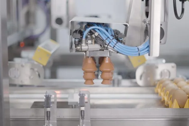 Comprehensive egg quality inspection